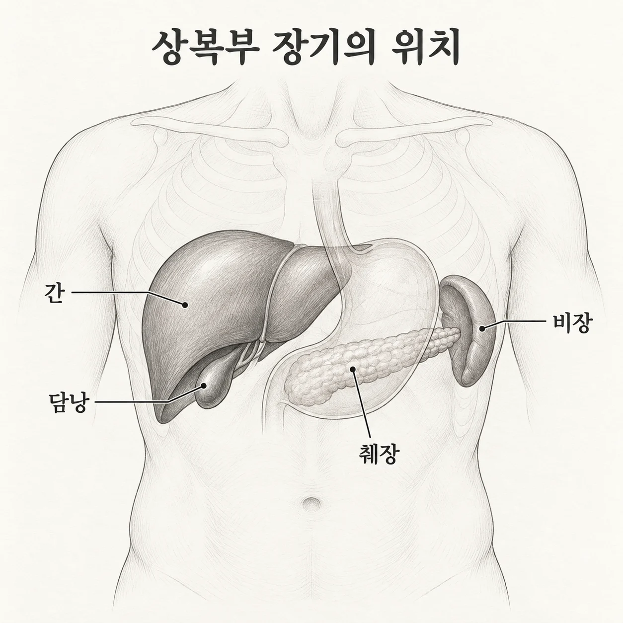 간·담낭·췌장·비장의 상대적 위치를 보여주는 도해