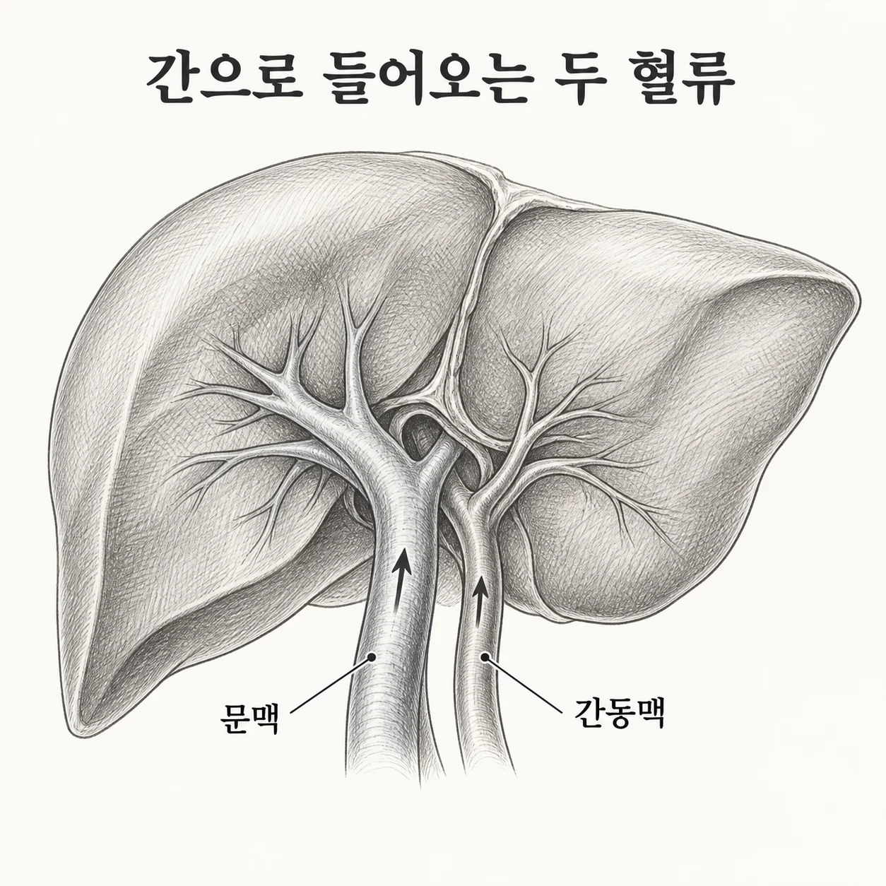 간동맥과 문맥을 통해 간으로 들어오는 혈류를 보여주는 도해
